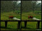 (09) horse montage.jpg    (1000x740)    379 KB                              click to see enlarged picture